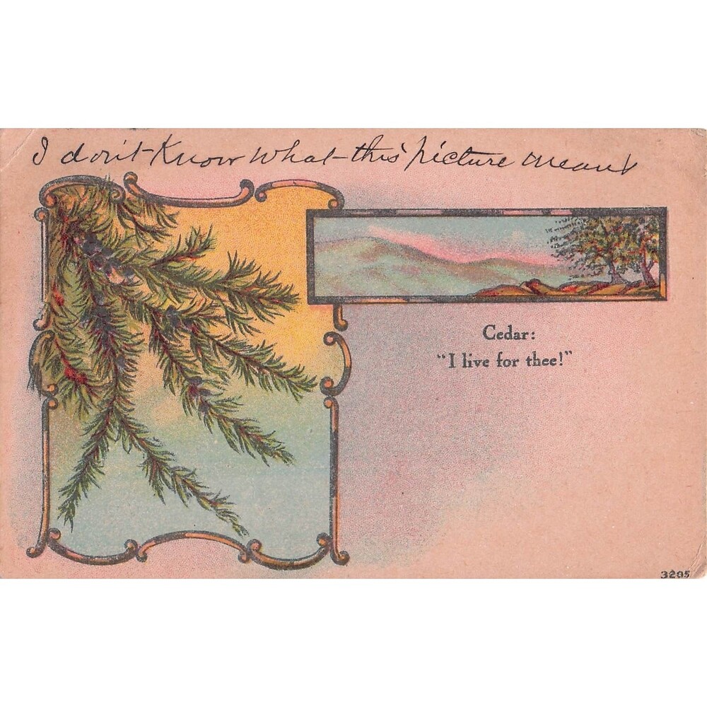 Antique Cedar I Live For Thee Postcard 1900 I don't know what this picture means